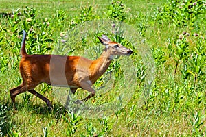 Whitetail Doe Running