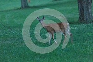 Whitetail doe standing in green grass field