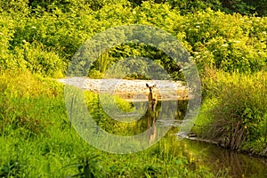 A Whitetail Doe Stands in a CReek and Looks Around Alertly.