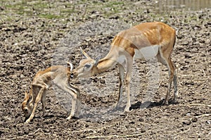 Whitetail doe take care of its fawn