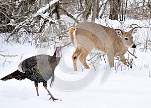 Whitetail Doe And Turkey