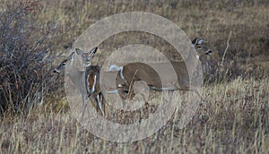Whitetail doe and two yearlings in Montana photo