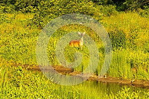 A Whitetail Doe Walks in a Wetland Meradow.