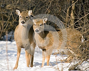 Whitetail Doe And Yearling photo