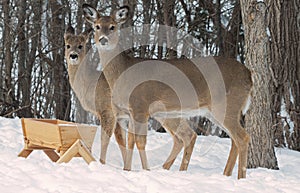 Whitetail Does at feeder