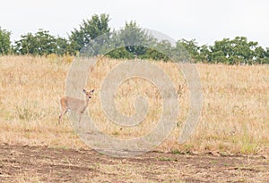 Whitetail fawn