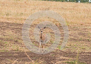 Whitetail fawn