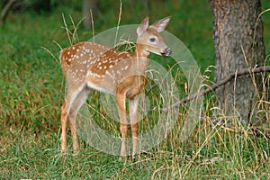 Whitetail Fawn photo