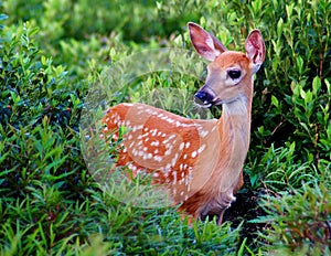 Whitetail Fawn