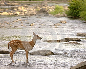 Whitetail Fawn