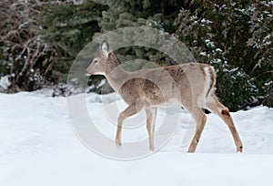 Whitetail fawn