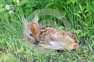 Whitetail fawn curled up in grass
