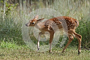 Whitetail fawn deer