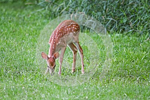 Whitetail fawn deer eating grass