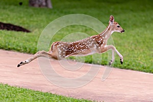 Whitetail fawn deer jumping through the air