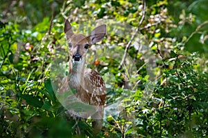 Whitetail fawn deer standing in the woods