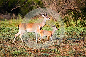 Whitetail fawn and doe