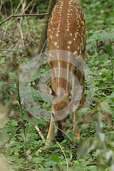 A  whitetail fawn grazing in the wood line in the early summer.