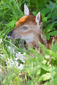 Whitetail fawn hiding in grass