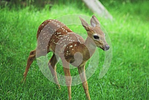 Whitetail Fawn Obsevation