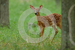 Whitetail Fawn stare