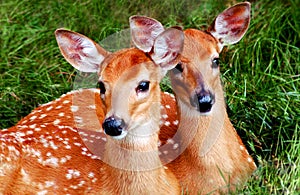 Whitetail Fawns