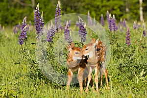 Whitetail fawns in lupine flowers grooming each other