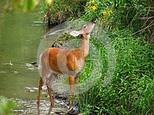 Whitetail Feeding