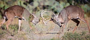 Whitetail fight