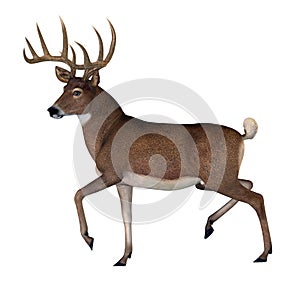 Whitetail Male Buck Deer on White