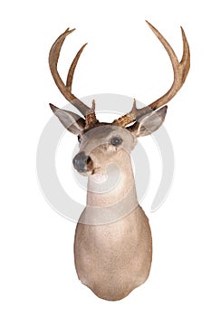 Whitetail mount