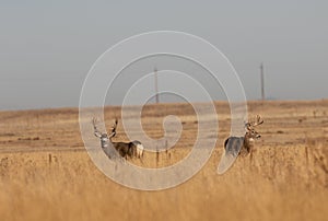 Whitetail and Mule Deer Buck in Fall