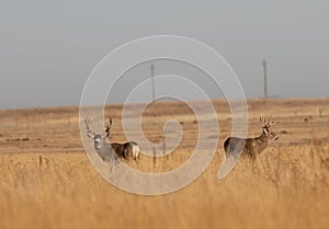 Whitetail and Mule Deer Buck in the Fall Rut
