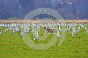 Whitetail Runs through  Cranes  800480