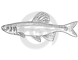Whitetail shiner or Cyprinella galactura Freshwater Fish Cartoon Drawing photo