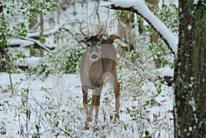 Whitetail small buck after fresh snow