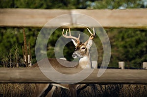 Whitetailed Buck Deer in Texas Hill Country