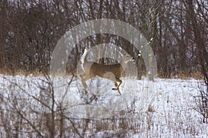 Whitetailed Deer Buck    705542
