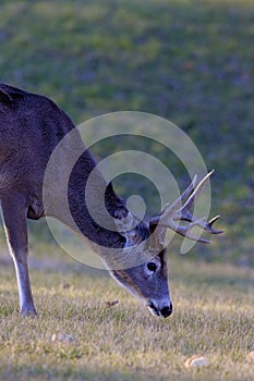 Whitetailed Deer Buck   818253