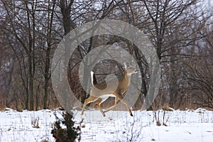 Whitetailed Deer Buck    705541