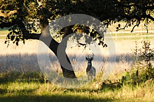 Whitetailed Deer Buck with Atypical Antlers photo