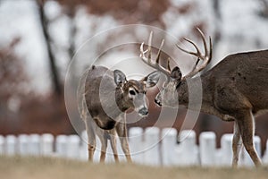 Whitetailed deer buck and doe