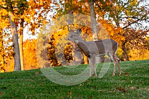 Whitetailed deer buck in fall