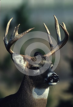 Whitetailed Deer Buck Portrait