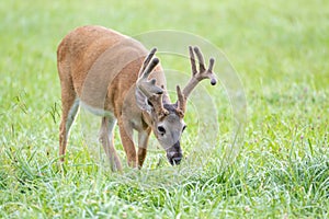 Whitetailed deer buck in velvet