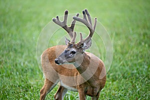 Whitetailed deer buck in velvet