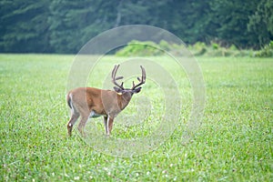 Whitetailed deer buck in velvet