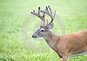 Whitetailed deer buck in velvet