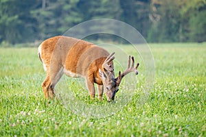 Whitetailed deer buck in velvet