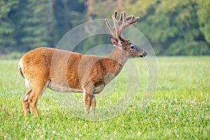 Whitetailed deer buck in velvet